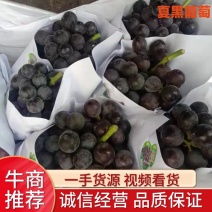 精品葡萄陕西夏黑葡萄产地直发量大从优
