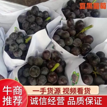 精品葡萄陕西夏黑葡萄产地直发量大从优