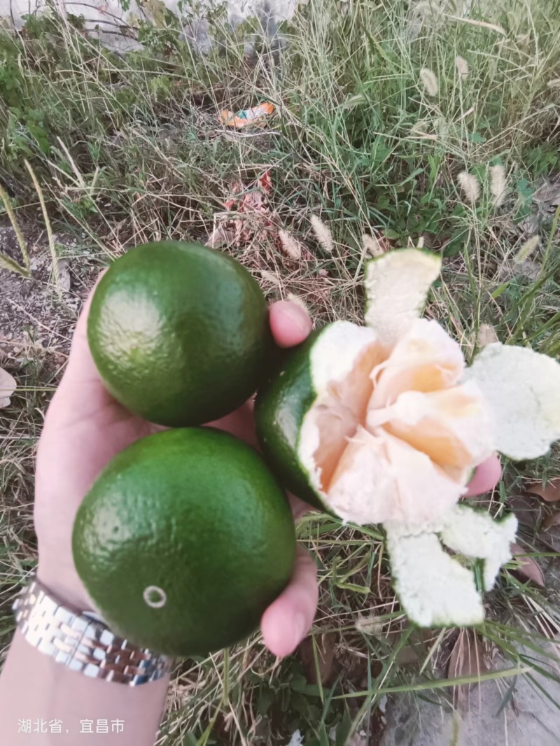 湖北特早蜜橘产地直发品质保障青皮红肉汁甜发全国