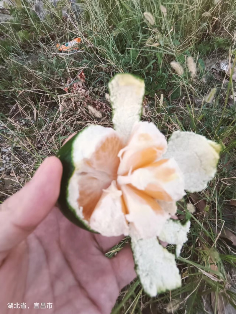 湖北特早蜜橘产地直发品质保障青皮红肉汁甜发全国