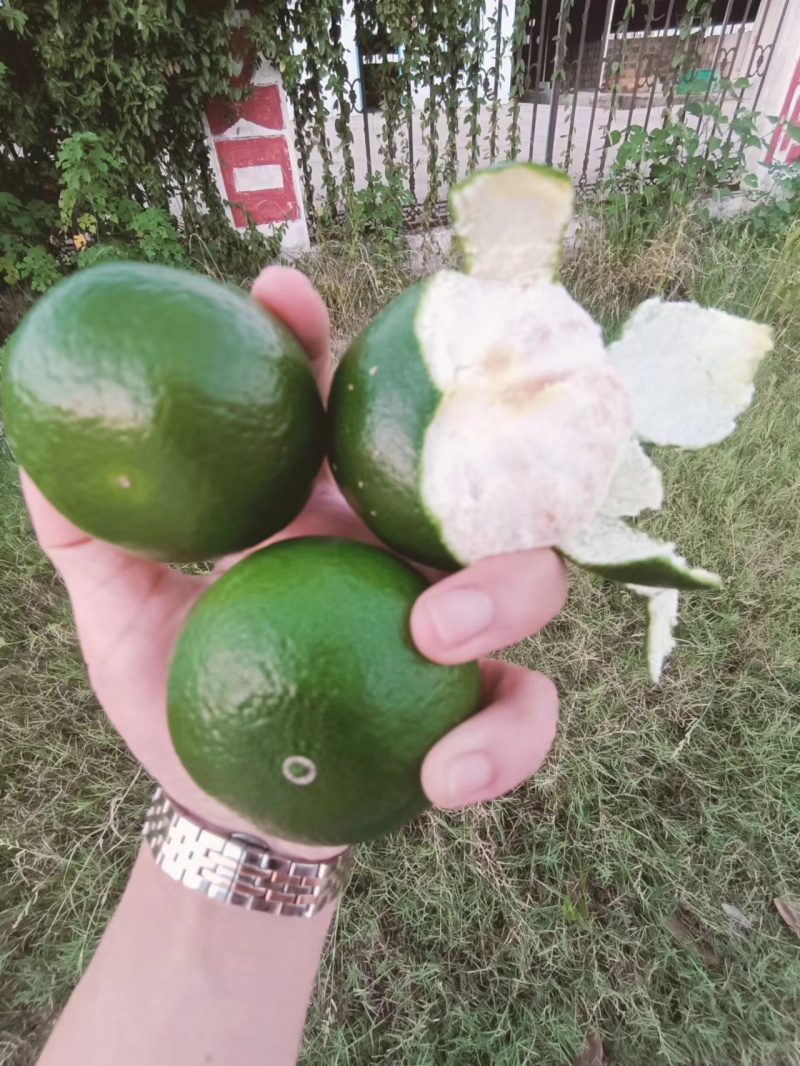 湖北特早蜜橘产地直发品质保障青皮红肉汁甜发全国