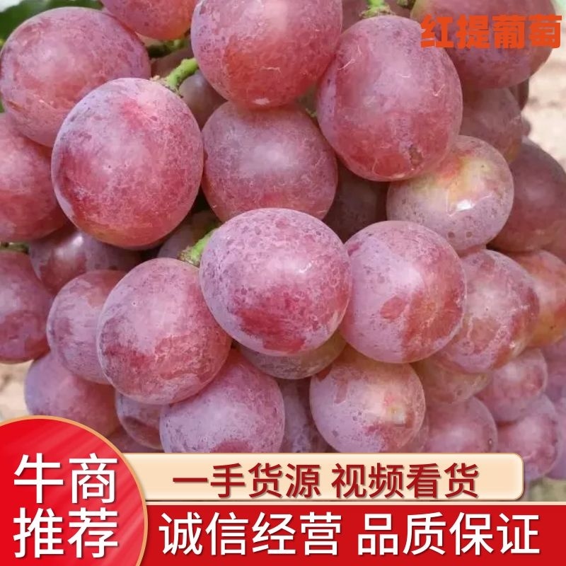 精品红提葡萄2斤以上5%以下产地直发量大从优