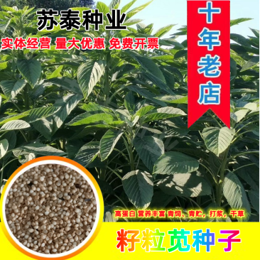 美国籽粒苋种子牧草黑千穗谷高蛋白喂鸡鸭鹅猪牛羊家禽苋菜籽