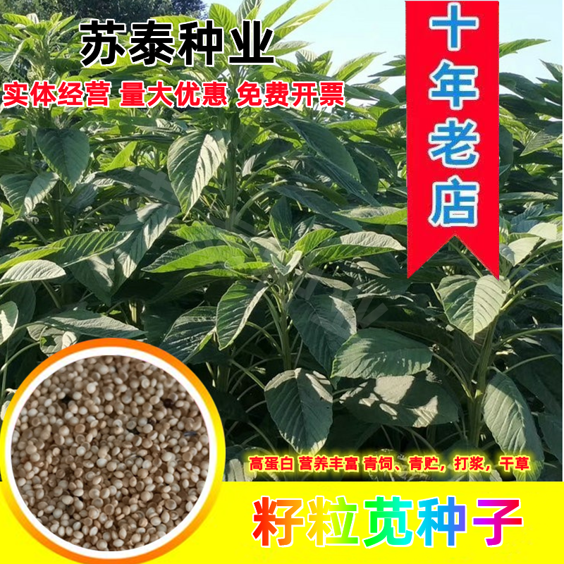 美国籽粒苋种子牧草黑千穗谷高蛋白喂鸡鸭鹅猪牛羊家禽苋菜籽