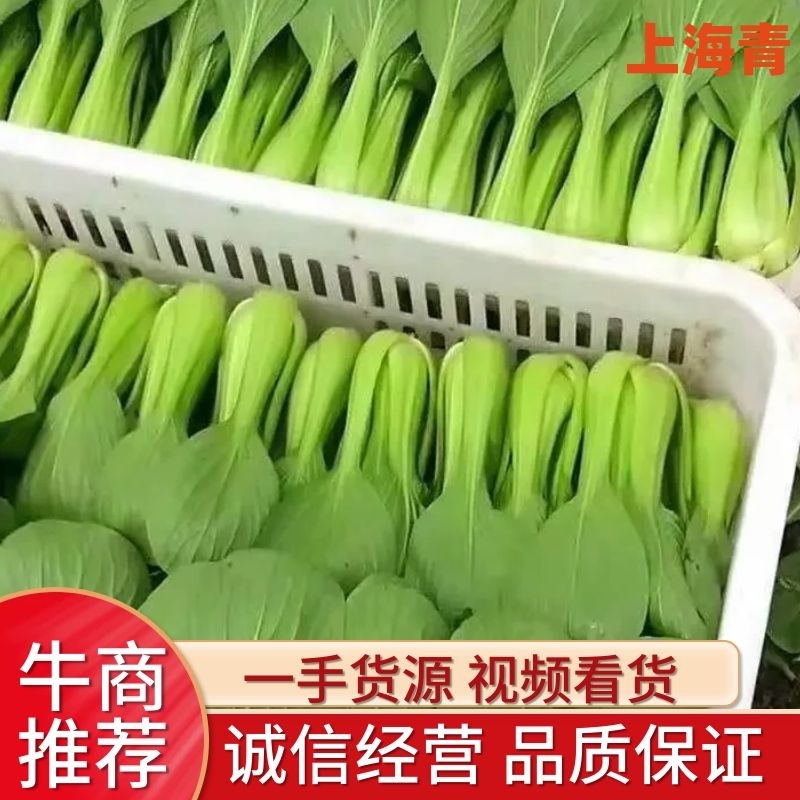 精品油菜上海青一手货源视频看货品质保证以质论价