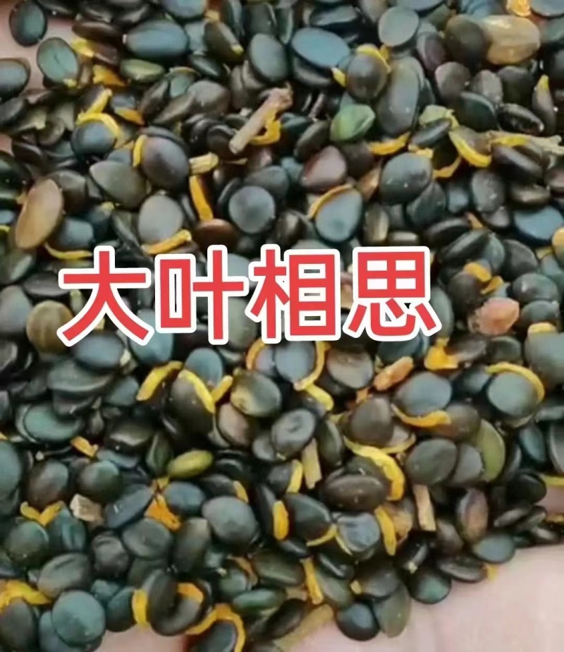 大叶相思种子台湾相思马占相思等林木种子