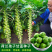 孢子甘蓝菜种籽抱子甘蓝种子小包菜菜种卷心菜籽农家特色蔬菜