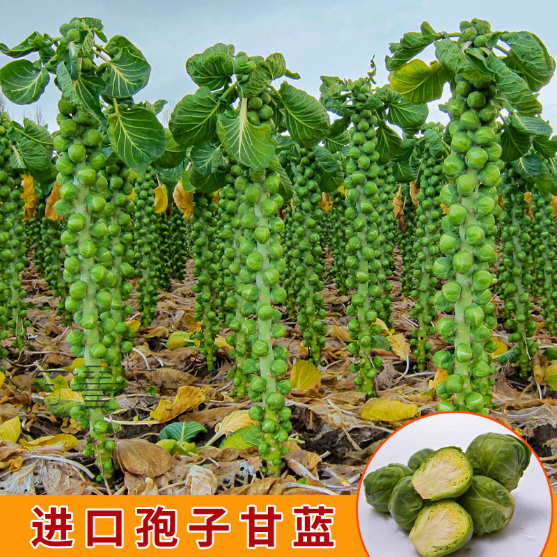 孢子甘蓝菜种籽抱子甘蓝种子小包菜菜种卷心菜籽农家特色蔬菜