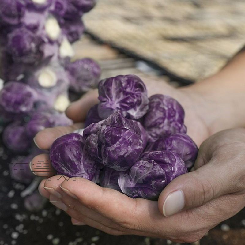 孢子甘蓝菜种籽抱子甘蓝种子小包菜菜种卷心菜籽农家特色蔬菜