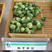孢子甘蓝菜种籽抱子甘蓝种子小包菜菜种卷心菜籽农家特色蔬菜