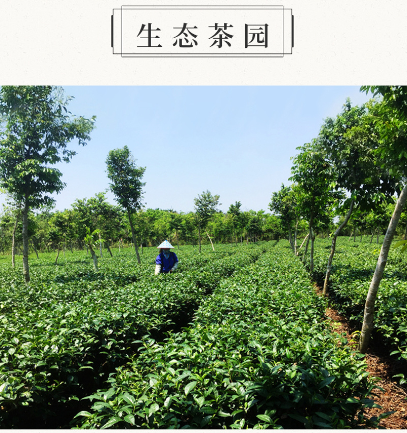 海南五指山红茶水满乡海南特产高山大叶云雾产地直发新品袋装