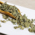 海南万宁鹧鸪茶三亚旅游特产茶清热老爸茶新货