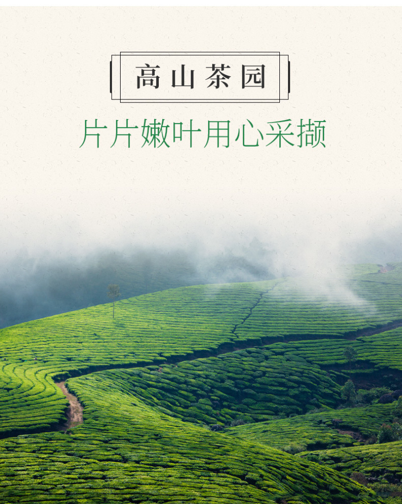 安溪铁观音茶叶浓香清香型新茶高山乌龙茶散装装餐饮批发包邮