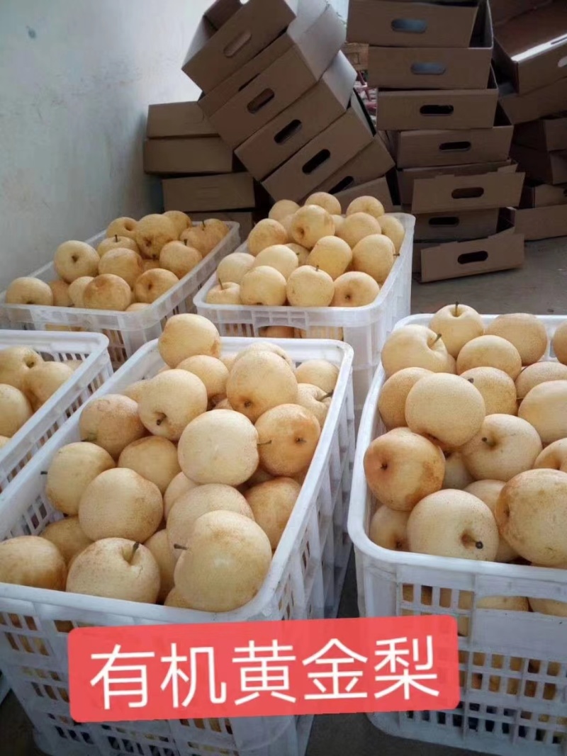 【推荐】河南黄金梨大量上市一手货源找合作伙伴诚信第一