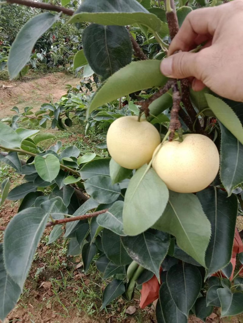 【推荐】河南黄金梨大量上市一手货源找合作伙伴诚信第一