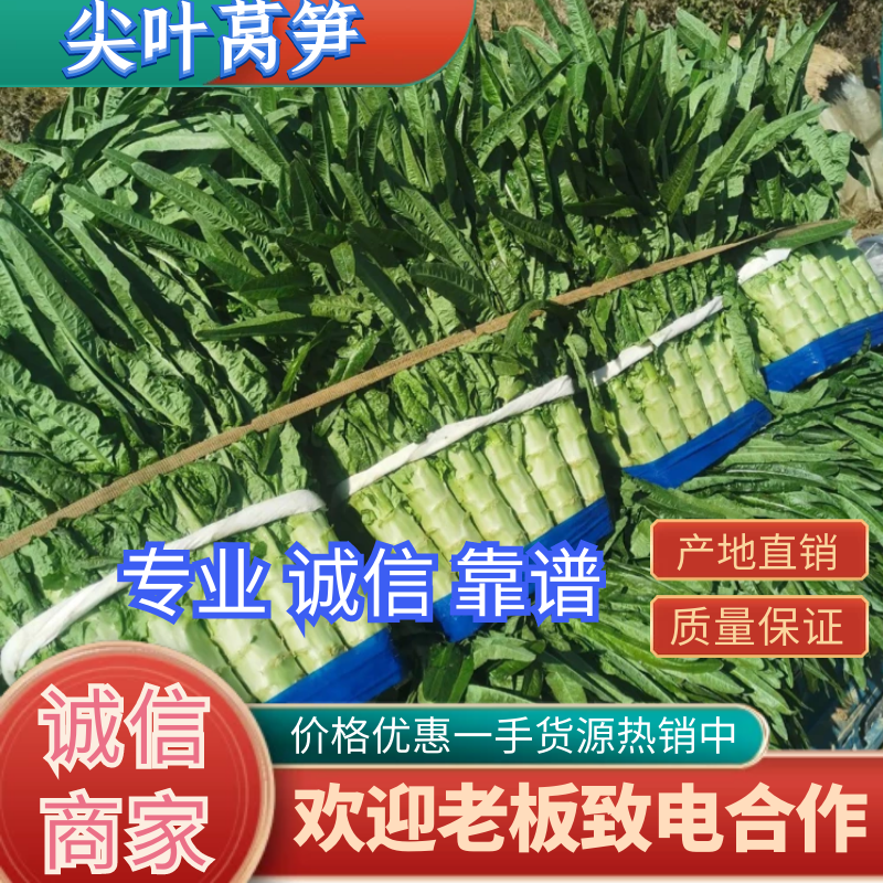莴笋三青莴笋红尖叶莴笋大量上市中不空心不开花