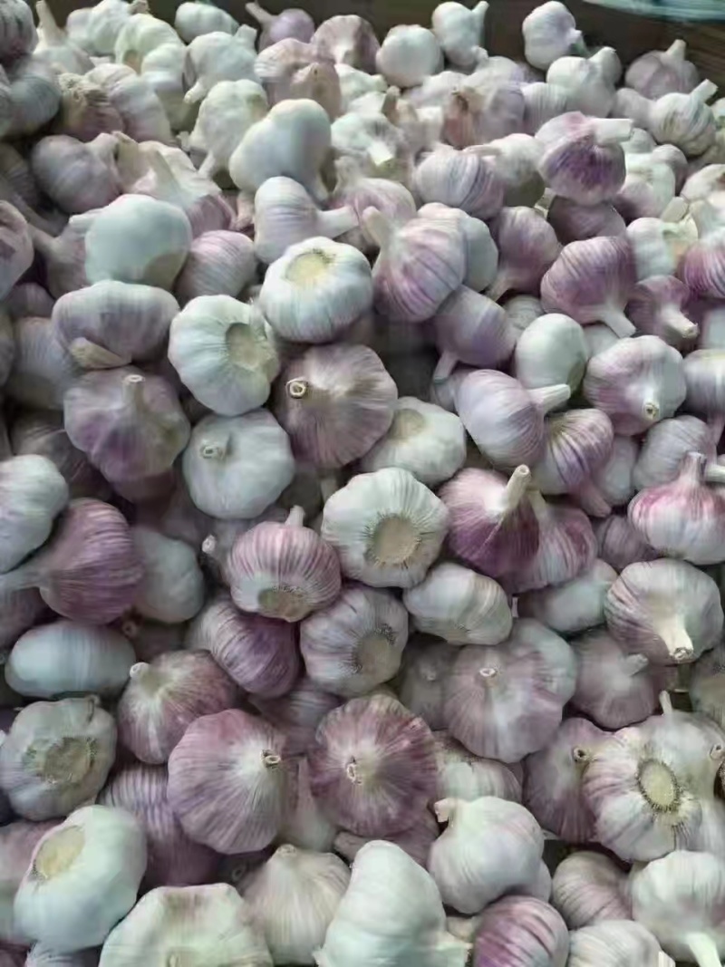 鲜蒜大量上市，代办储存和全国发货，提供各种包装，支持各种