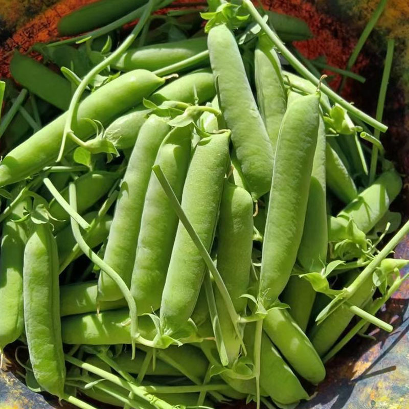 台湾奇珍76/78甜脆豌豆种子种籽碗豌豆种耐寒冬季