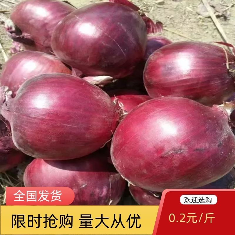 二红、紫红洋葱、黄皮洋葱供应，提供各种包装，代发全国各地