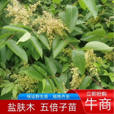 盐肤木，又叫五倍子树苗，纯野生苗，耐存活，耐运输，电联