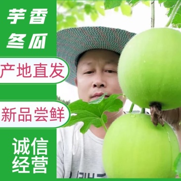 香芋冬瓜，芋香冬瓜，芋头冬瓜，新品种，可以生吃的冬瓜