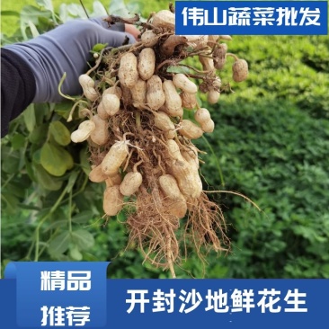 开封沙地鲜花生，白沙系列，果面干净颗粒饱满，无画皮无坏果
