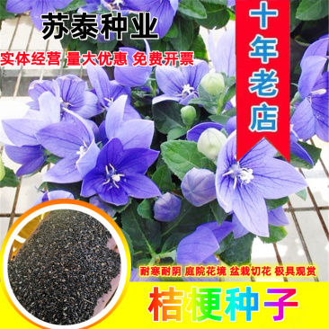 桔梗种子包袱花花种铃铛花景观花种盆栽多年生花种子阳台盆栽