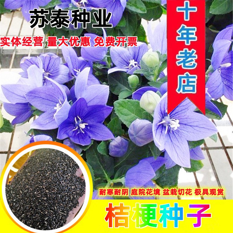桔梗种子包袱花花种铃铛花景观花种盆栽多年生花种子阳台盆栽