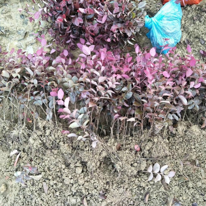 红继木苗，红花继木，红桎木小苗袋苗