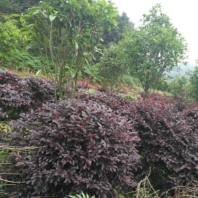 红继木苗，红花继木，红桎木小苗袋苗