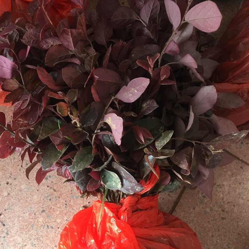 红继木苗，红花继木，红桎木小苗袋苗