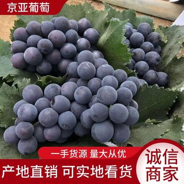 【京亚葡萄】沪太葡萄新鲜水果现货基地直发货源充足