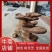 野生木灵芝树舌干透干净无虫蚀，全国发货需要的电联