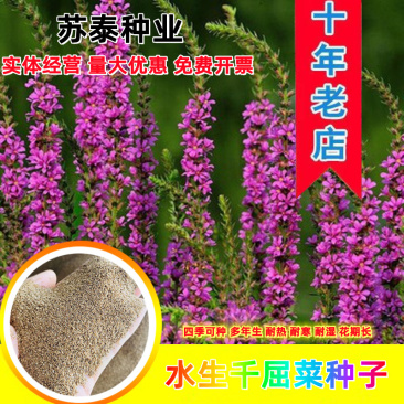 千屈菜种子水生花卉水柳种子景观花卉四季易种耐热耐寒耐湿多