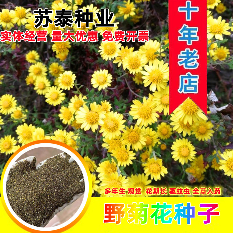 野菊花种子可药用泡茶喝山坡公园绿化等四季种花草种子