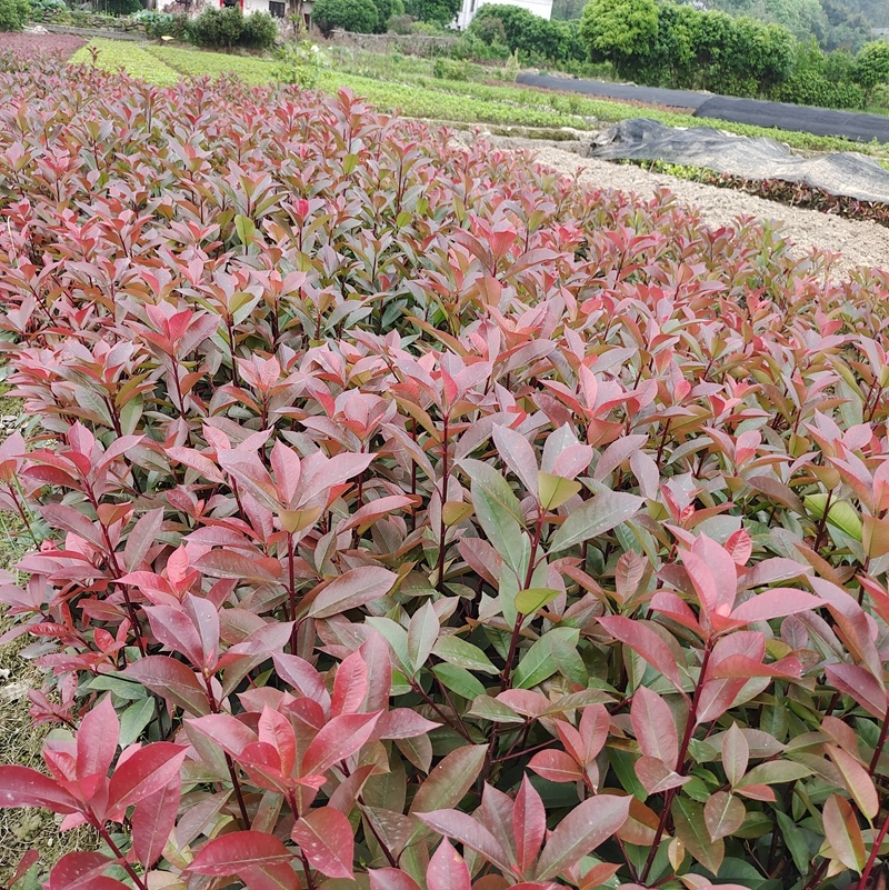红叶石楠小苗，红叶石楠杯苗，红叶石楠绿篱