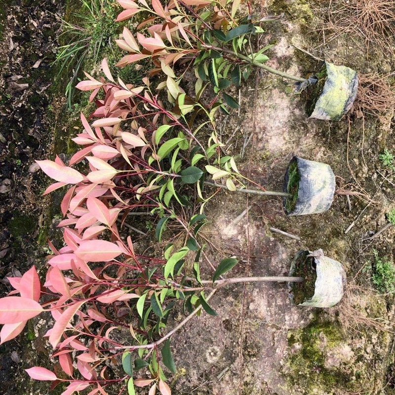 红叶石楠小苗，红叶石楠杯苗，红叶石楠绿篱