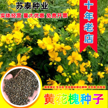 黄花槐种子黄花决明林木种子黄槐金凤树种籽优质园林绿化