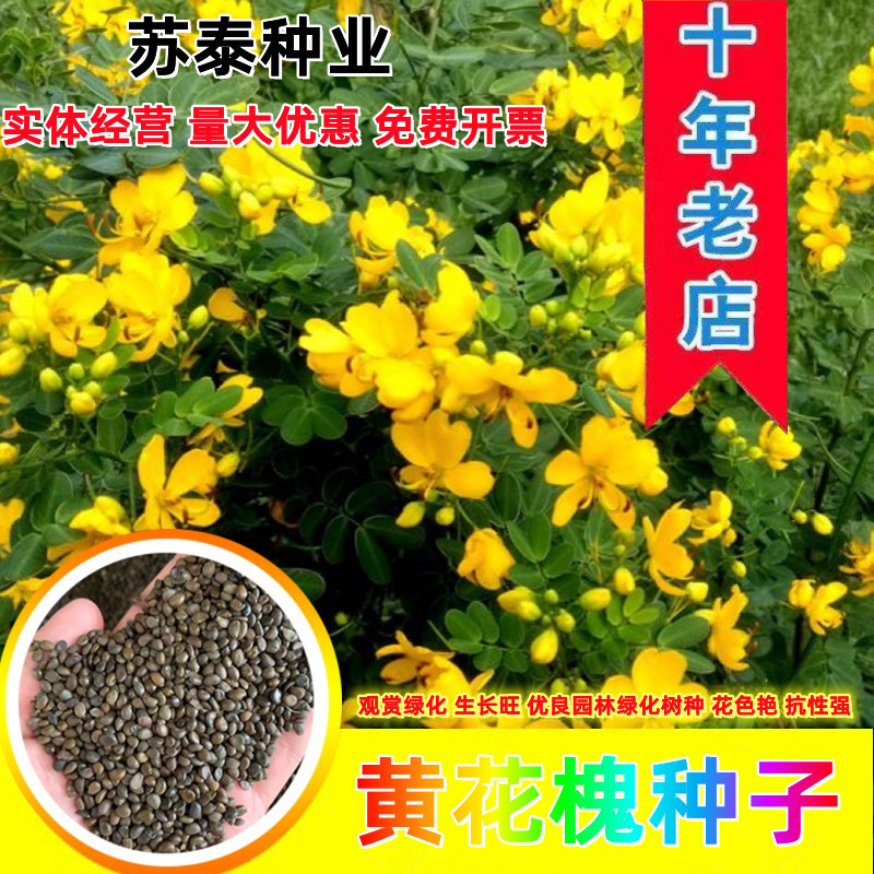 黄花槐种子黄花决明林木种子黄槐金凤树种籽优质园林绿化