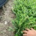 紫花满天星满天星萼距花绿化工程苗细叶萼距花