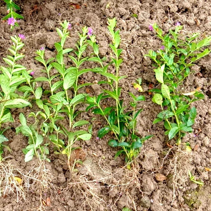 紫花满天星满天星萼距花绿化工程苗细叶萼距花