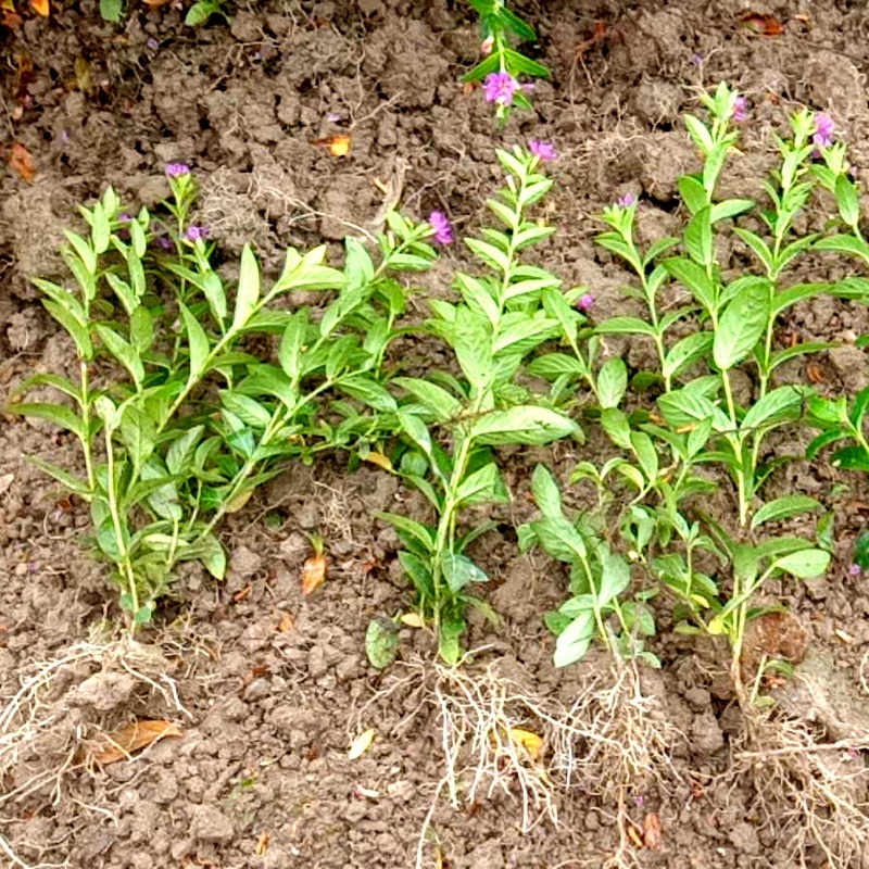 紫花满天星满天星萼距花绿化工程苗细叶萼距花