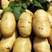 万亩优质荷兰十五士豆土豆产地直发欢迎选购！