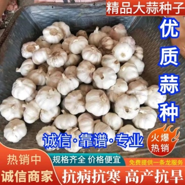 精品大蒜种子紫皮大蒜种抗病抗旱高产欢迎致电