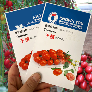 台湾农友千禧樱桃番茄种子桃红色千禧小番茄种籽