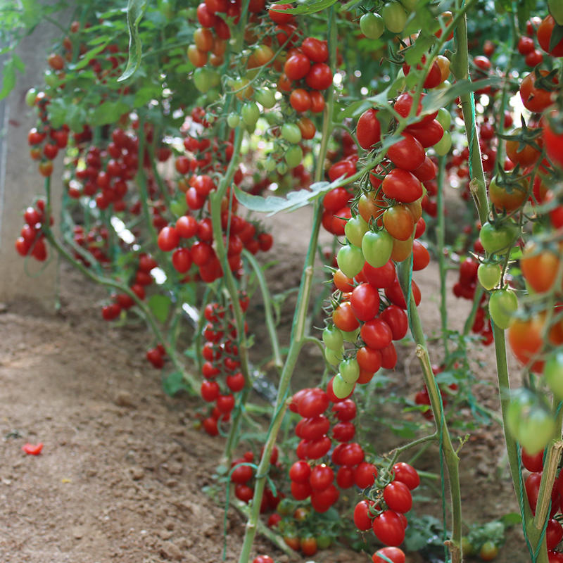 台湾农友千禧樱桃番茄种子桃红色千禧小番茄种籽