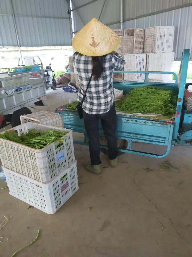 【精品】青条豆角，货源充足，专业装车批发基地直发