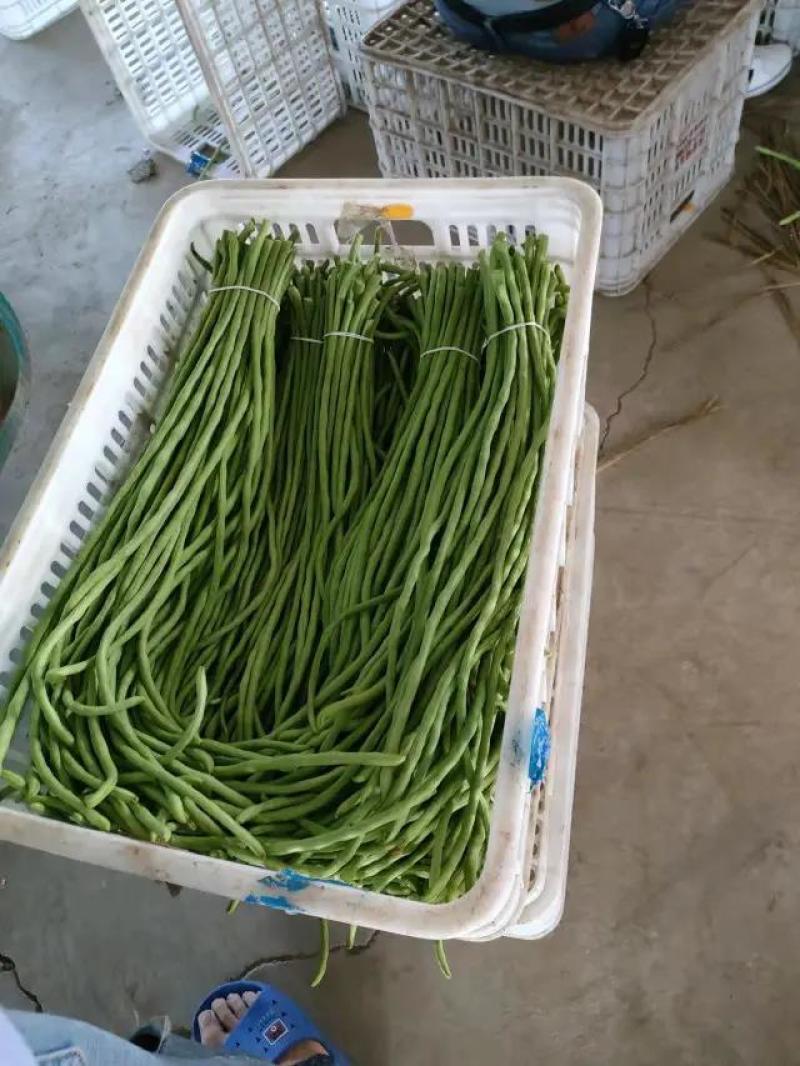 【精品】青条豆角，货源充足，专业装车批发基地直发