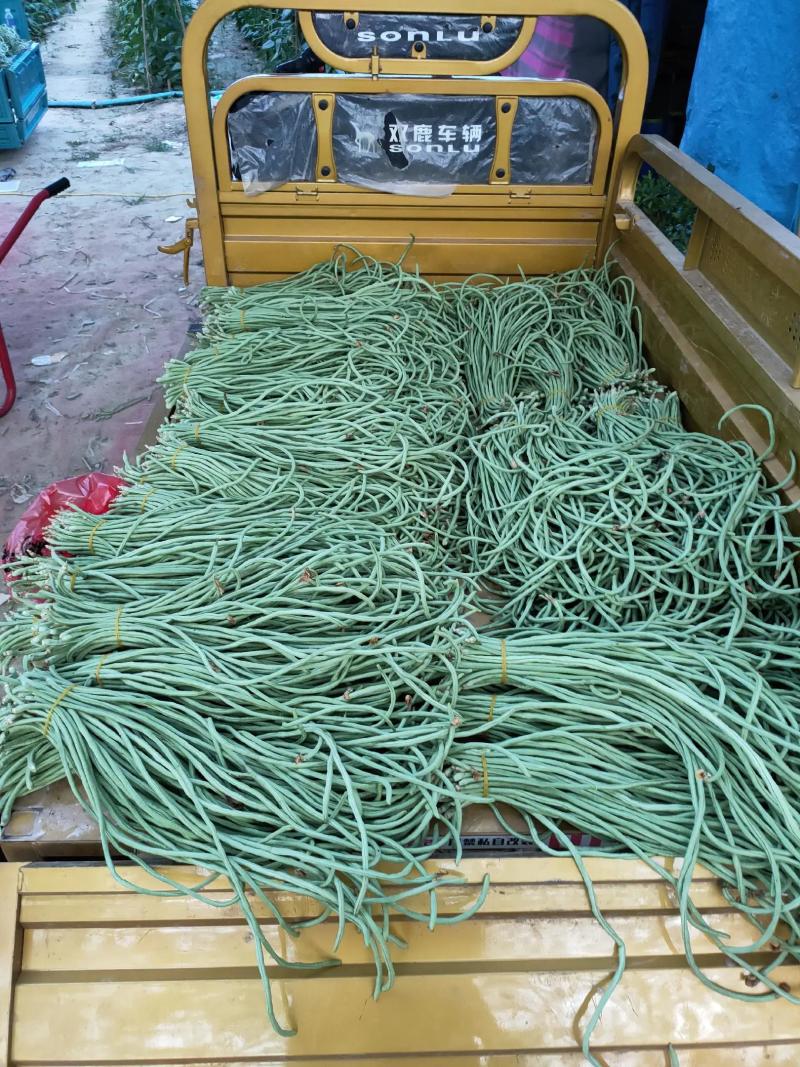 【精品】青条豆角，货源充足，专业装车批发基地直发