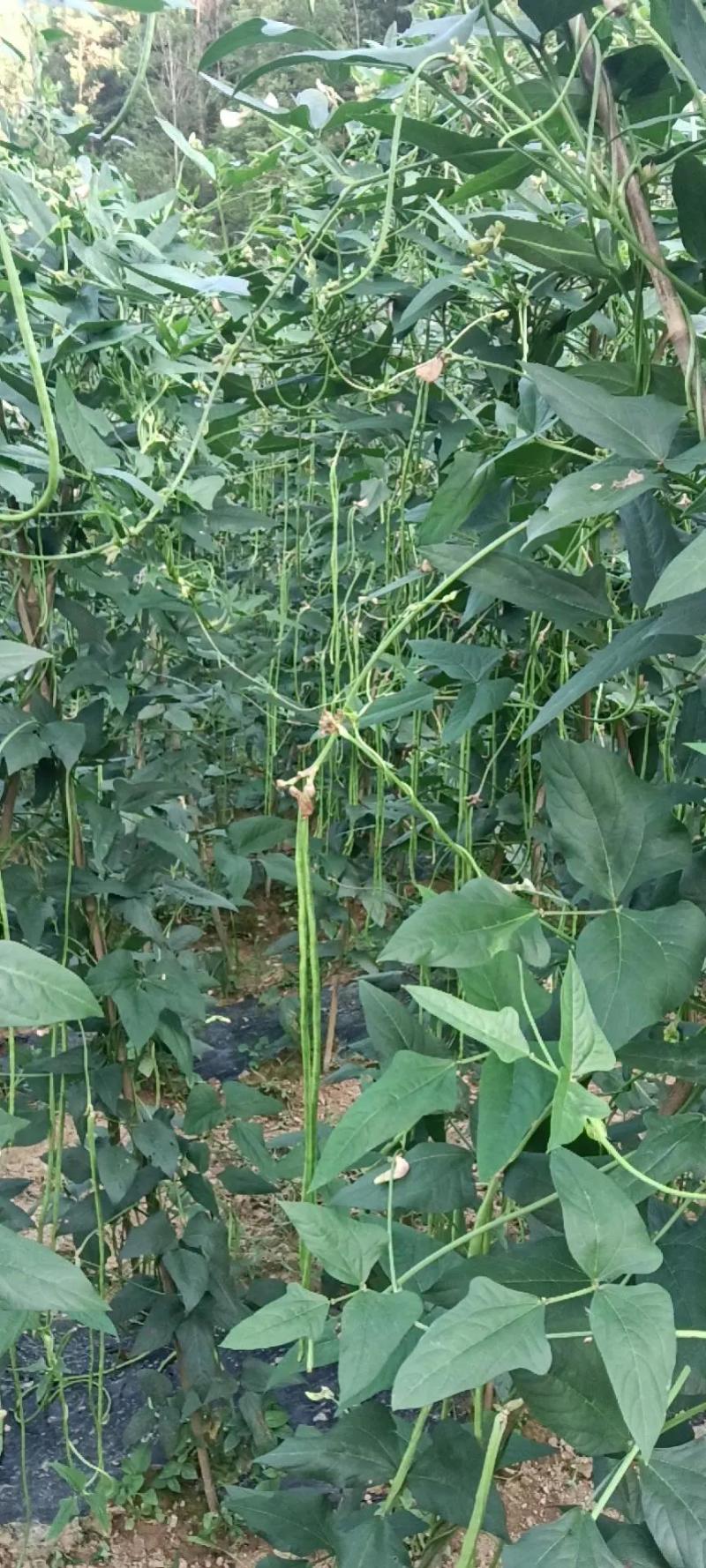 【精品】青条豆角，货源充足，专业装车批发基地直发